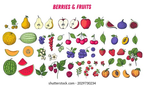 Berries and fruits drawing collection. Hand drawn berry and fruit. Vector illustration.	