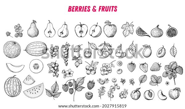 Berries and fruits\
drawing collection. Hand drawn berry and fruit sketch. Vector\
illustration. Engraved\
style.	