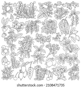Bayas, frutos dibujados a mano con doodles ilustrativos. Conjunto de dibujos animados sobre la naturaleza y los alimentos