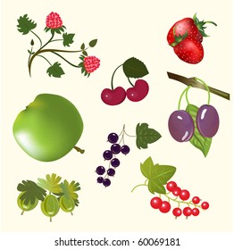 Berries and fruits vector set.