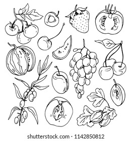 Berries and fruits, vector set of line drawings for design and illustration.