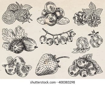berries garden, blackberries, blackberry, boysenberry, currants, dewberry, gooseberries, mulberry, raspberry, strawberry, mountain ash, blueberry, cloud berry
