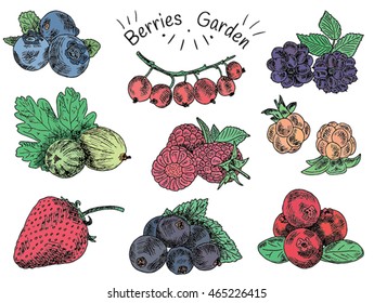 berries garden, blackberries, blackberry, boysenberry, currants, dewberry, gooseberries, mulberry, raspberry, strawberry, mountain ash, blueberry, cloud berry