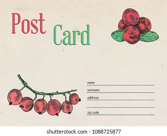 berries garden postcard. Template design of envelope and illustration of red currant berry and cranberry