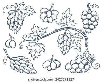 Uvas de bayas de diferentes variedades cultivan a mano. El doodle de tinta esboza ramas de uvas redondeadas y alargadas. Colección vintage de material vitivinícola, gráfico vectorial aislado