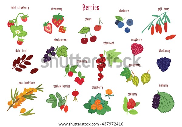 Berries Graphic Vector Color Set Stock Vector (Royalty Free) 437972410