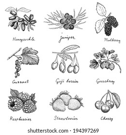 berries. hand drawing set of vector sketches