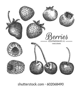 Berries hand drawn collection by ink and pen sketch.
