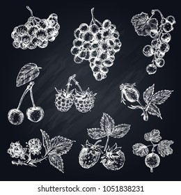 Berries hand drawn collection with rose hips gooseberry and black currant on texture chalkboard background vector illustration