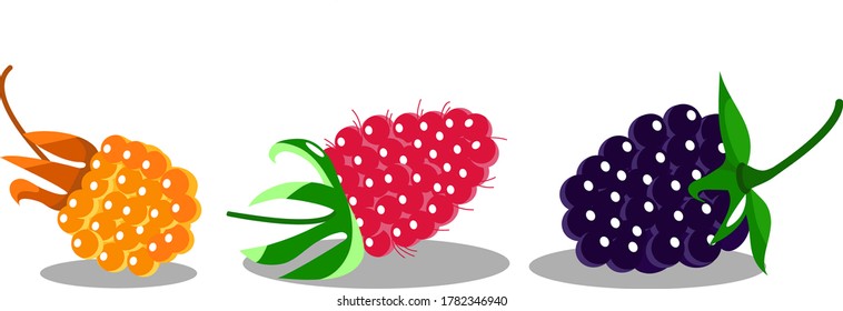 Juego de iconos de Berries. Cloudberry, mora, frambuesa. Comida natural, ilustración vectorial, diseño plano colorido