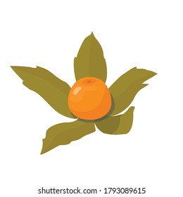 Berries and inflorescences of autumn physalis for cake decoration. Vector illustration in a flat style on a white background is isolated.