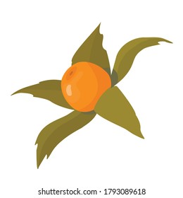 Berries e inflorescencias de fitosalis de otoño para la decoración de pasteles. La ilustración vectorial en un estilo plano sobre un fondo blanco está aislada.