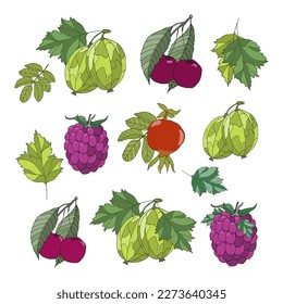 Berries isolated on white background. Hand-draw vector illustration. Set with different berries for your design. 
