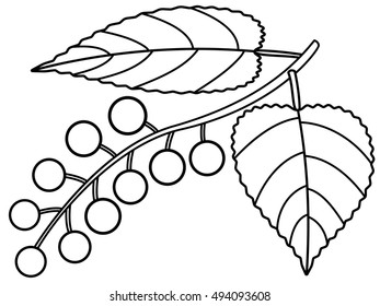 Berries and leaves