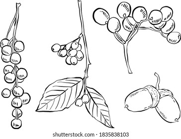 Berries, leaves and acorns, Autumn vector illustrations in black and white, hand drawn branches isolated on white background.