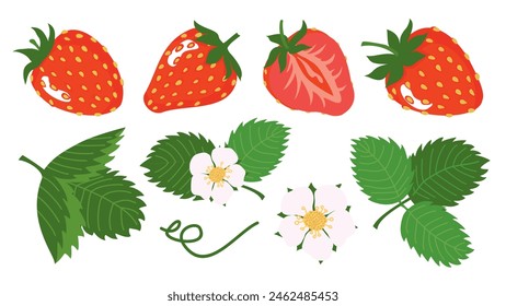 Berries, leaves and flowers of garden strawberries set. Different angles of berries and strawberry leaves on a white background. Vector illustration.