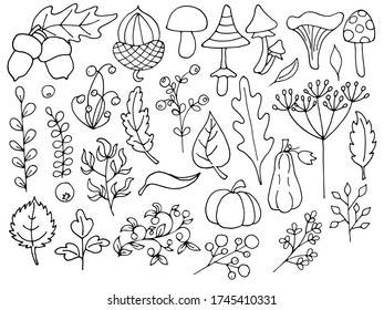 Berries, leaves and mushrooms doodle line art set
