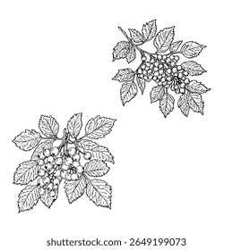 Berries and leaves on branch, black and white sketch. Vector illustration. Rowan or viburnum, harvested in autumn, isolated on white background. For books, postcards, textiles, and children's design.