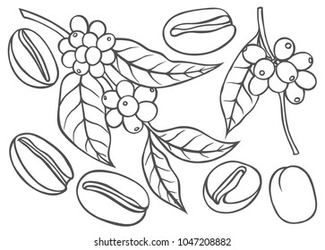 Berries, leaves, shoots and grains of coffee - monochrome drawing, line art.