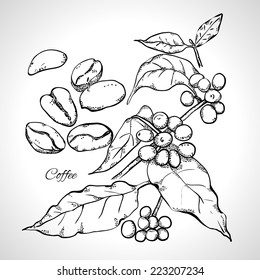 Berries, leaves, shoots and grains of coffee - monochrome drawing, line art.