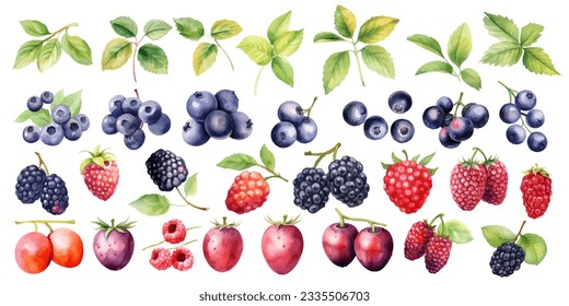 Berries and leaves vector collection. Blueberries, strawberries, raspberries, mulberries, leaves, currants, plums.