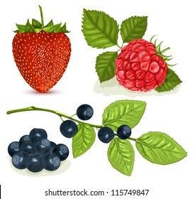 Berries with leaves. vector illustration