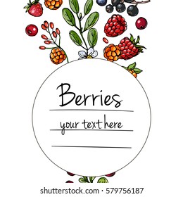 Berries and leaves. Wild berries painted color line on a white background. Cranberry, cranberries, currants, raspberries, strawberries, gooseberries, blueberries, barberries