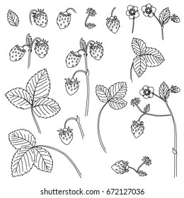 Berries and leaves. Wild berries painted line on a white background. Strawberries. Vector.	