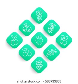 Berries line icons set, currant, blueberry, blackberry, grape, strawberry, barberry