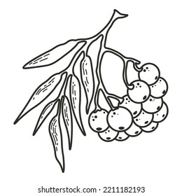 Berries On A Branch Doodle Vector Element. Berry Outline Illustration.