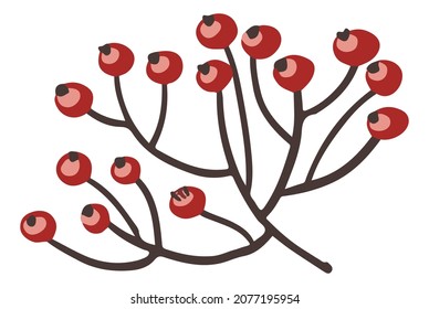 Berries on branch, isolated dry twig without leaves with rowanberries, rosehip or mistletoe. Seasonal flora nature and wilderness. Decorative botany for xmas and new year. Vector in flat style