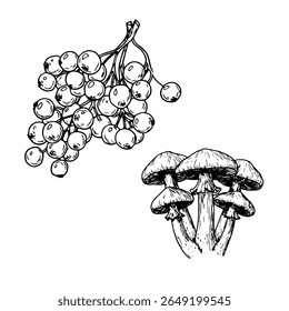 Berries on branch and wild mushrooms, black and white sketch. Vector illustration. Sea buckthorn, harvested in autumn, is isolated on background. For books, postcards, textiles, and children's design
