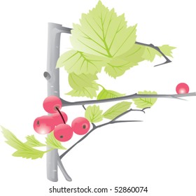 Berries on a tree with leaves