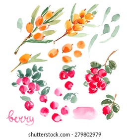 Berries painted with watercolors on white background. Colored berries, red and orange. Cranberry, cranberries, sea buck thorn