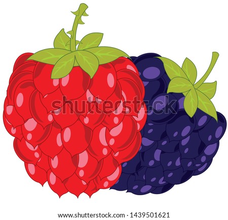 Berries raspberry and blackberry on white background is insulated