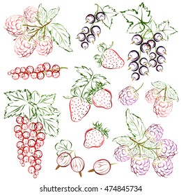 Berries (raspberry, strawberry, currant, gooseberry, blackberry). Set of hand drawn stylized vector brush sketches on white background.