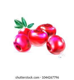 berries red cranberries, cranberry, vector illustration
