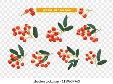 Berries rowan, realistic on branch with leaves effect transparent background.