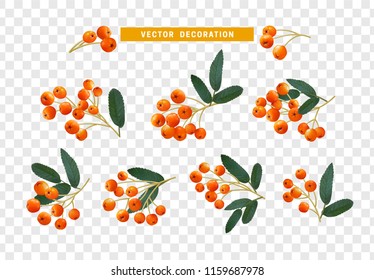 Berries rowan, realistic on branch with leaves effect transparent background.