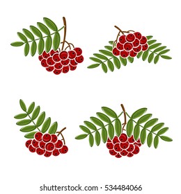 Berries rowan set. Vector