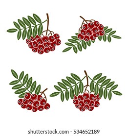 Berries rowan set. Vector
