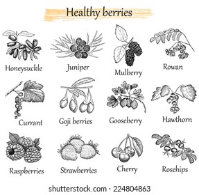 berries set
