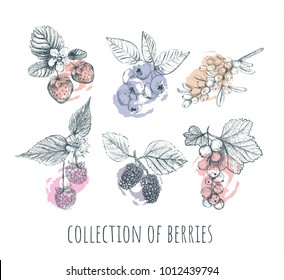 Berries set. collection of berries. Berry sketch vector illustration