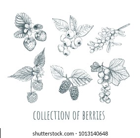 Berries set. collection of berries. Berry sketch vector illustration