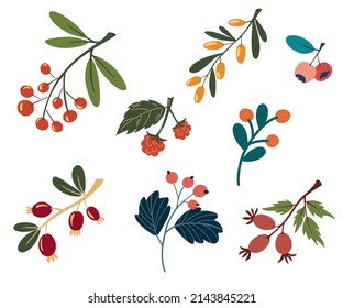 Berries set. Collection of colorful floral elements in flat color. Set of different wild berries, plants, branches, leaves and herb. Vector illustration for decor, website, graphic and shop.