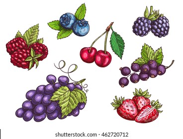 Berries Pattern Vector Seamless Background Sketch Stock Vector (Royalty ...