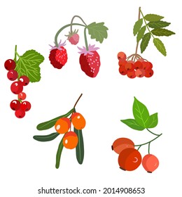 berries set. raspberries red currants mountain ash sea buckthorn rosehip