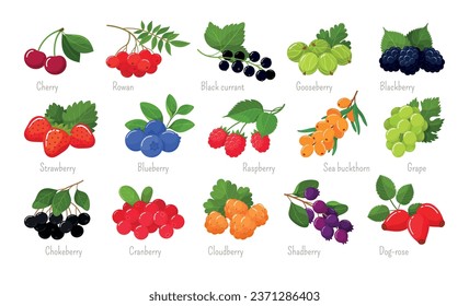 Berries set seasonal edible vitamin ripe natural plant names vector flat illustration. Sweet berry nature fruit cherry rowan black currant gooseberry blackberry strawberry blueberry raspberry grape