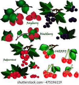 Berries. Set Vector Illustration. Strawberry, Blackberry, Blueberry, Cherry, Raspberry. Berries and their Combinations Set.