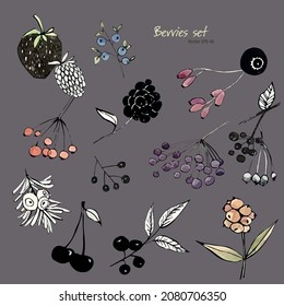 Berries. Set of vector berries. Berries and leaves in ink. Drawing in vector. Colourful vegetarian food. Plants in wood